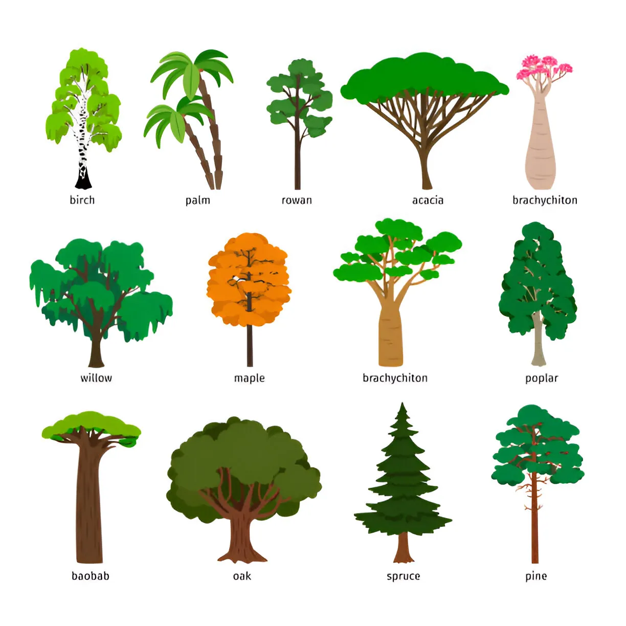 150 Bellabeat Tree Names and Their Beautiful Meanings