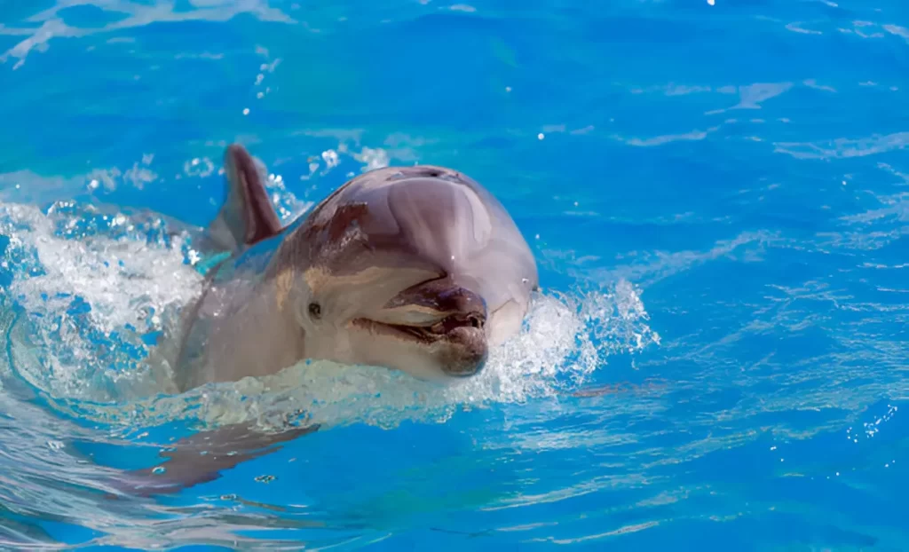 Illegal to Communicate With Dolphins – a person interacting with a dolphin, representing legal restrictions on dolphin communication