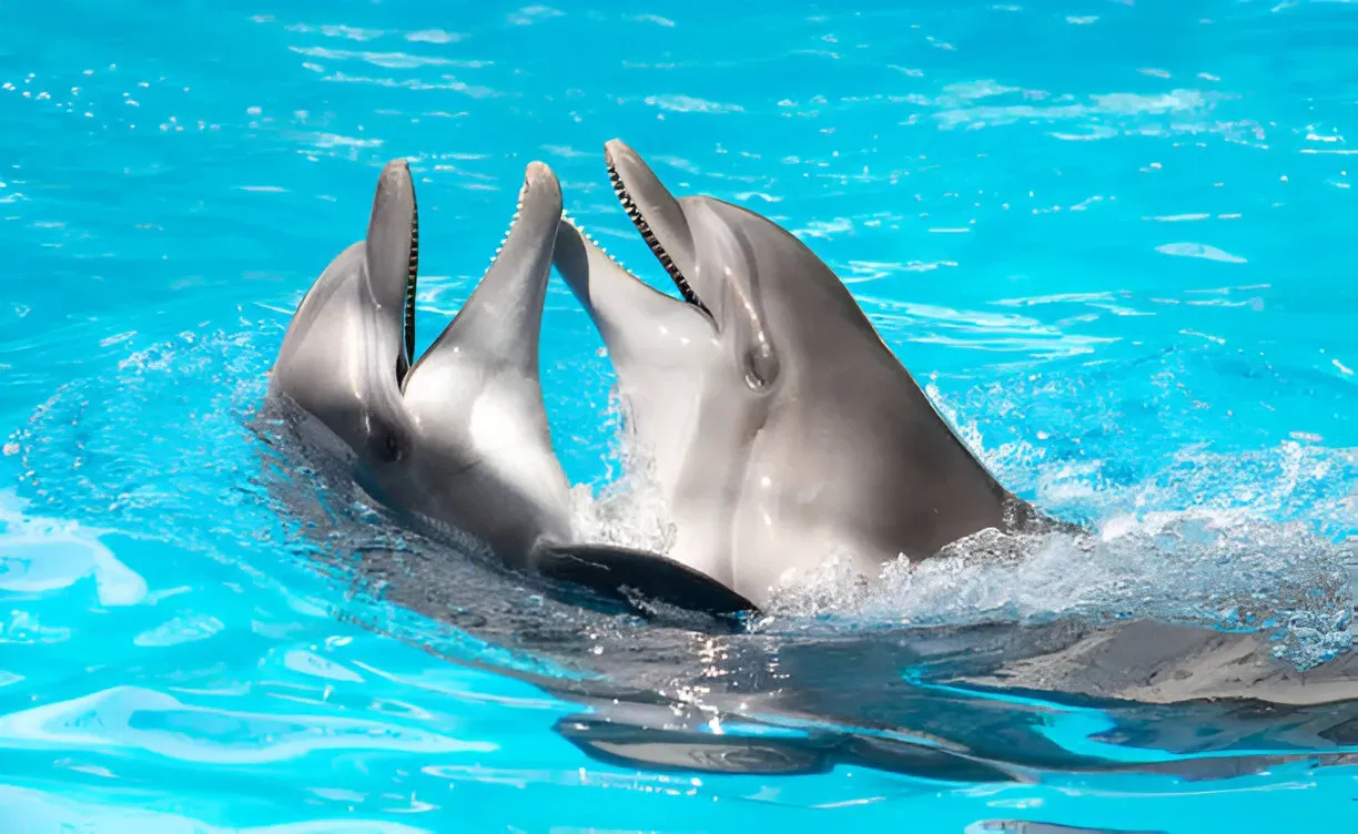 Why Is It Illegal to Communicate With Dolphins: Explained
