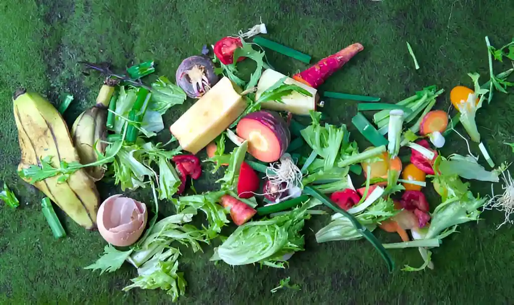 How to Manage Food Waste for a Greener Future Insider? Effective Tips and Strategies